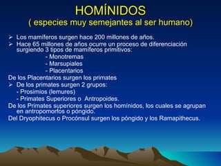 HOMÍNIDOS ( especies muy semejantes al ser humano) Los mamíferos surgen hace 200 millones de años. Hace 65 millones de años ocurre un proceso de diferenciación surgiendo 3 tipos de mamíferos primitivos:  - Monotremas - Marsupiales - Placentarios  De los Placentarios surgen los primates  De los primates surgen 2 grupos:  - Prosimios (lemures) - Primates Superiores o  Antropoides. De los Primates superiores surgen los homínidos, los cuales se agrupan en antropomorfos o póngido.  Del Dryophitecus o Procónsul surgen los póngido y los Ramapithecus.  