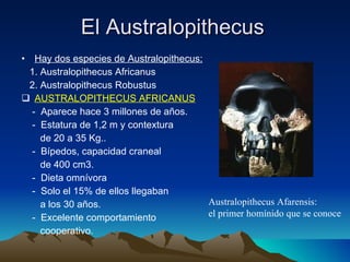 El Australopithecus Hay dos especies de Australopithecus: 1. Australopithecus Africanus 2. Australopithecus Robustus AUSTRALOPITHECUS AFRICANUS -  Aparece hace 3 millones de años. -  Estatura de 1,2 m y contextura  de 20 a 35 Kg.. -  Bípedos, capacidad craneal  de 400 cm3. -  Dieta omnívora -  Solo el 15% de ellos llegaban  a los 30 años. -  Excelente comportamiento  cooperativo. Australopithecus Afarensis:  el primer homínido que se conoce 