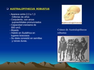 AUSTRALOPITHECUS  ROBUSTUS - Aparece entre 2,3 a 1,3  millones de años  - Corpulento, con arcos  supraorbitales pronunciados - Capacidad craneana de  500 cm3. - Bípedo  - Habitó en Sudáfrica en  lugares boscosos - Su dieta consistió en semillas  y raíces duras. Cráneo de Australopithecus  robustus 