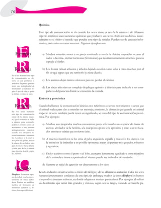 16 UNIDAD I
Química
Este tipo de comunicación se da cuando los seres vivos ya sea de la misma o de diferente
especie. emiten o usan sustancias químicas que producen un cierto efecto en los demás. Gene-
ralmente es el olfato el sentido que percibe este tipo de señales. Pueden ser de carácter infor-
mativo, preventivo o como amenaza. Algunos ejemplos son:
a)	 Muchos animales atraen a su pareja emitiendo a través de fluidos corporales –como el
sudor o la orina– ciertas hormonas (feromonas) que resultan sumamente atractivas para su
especie al olerlas.
b)	 Los leones orinan arbustos y árboles dejando su olor como señal a otros machos, con el
fin de que sepan que ese territorio ya tiene dueño.
c)	 Los caninos dejan rastros olorosos para no perder el camino.
d)	 Las abejas efectúan un complejo despliegue químico y kinésico para indicarle a sus com-
pañeras del panal en dónde se encuentra la comida.
Kinésica y proxémica
Cuando hablamos de comunicación kinésica nos referimos a ciertos movimientos o actos que
el animal realiza para dar a entender un mensaje; asimismo, la distancia que guarda un animal
respecto de otro también puede tener un significado, se trata del tipo de comunicación proxé-
mica. Por ejemplo:
a)	 Muchas aves tropicales machos encuentran pareja efectuando una especie de danza de
cortejo alrededor de la hembra, a la cual poco a poco se le aproxima y si no son rechaza-
dos entonces sabrán que tuvieron éxito.
b)	 A muchos mamíferos se les eriza el pelo, arquean la espalda y muestren los dientes con
la intención de intimidar a un posible oponente; tratan de parecer más grandes, robustos
y agresivos.
c)	 En los caninos como el perro o el lobo, acercarse lentamente agachado a otro miembro
de la manada o tirarse exponiendo el vientre puede ser indicador de sumisión.
d)	 Siempre es señal de agresión ver directamente a los ojos.
Resulta indicativo observar cómo a través del tiempo y de las diferencias culturales todos los seres
humanos presentamos conductas de este tipo; sin embargo, muchos de estos displays los hemos
traspasado a nuestras culturas, en donde adquieren matices particulares. Por ejemplo, el militar
usa hombreras que serán más grandes y vistosas, según sea su rango, tratando de hacerle pa-
En el ser humano este tipo
de comunicación se ob-
serva al usar perfumes o
artículos fragantes; pueden
tener una multiplicidad de
intenciones y mensajes, se-
gún el tipo de olor, a quién
se dirijan o cómo se usen.
Displays. Estímulos capa-
ces de influir en el compor-
tamiento de otros indivi-
duos. Pueden ser audibles,
táctiles, de liberación de
sustancias químicas e, in-
cluso, descargas eléctricas.
En los seres humanos
este tipo de comunicación
existe de la misma mane-
ra. Igual invitamos a bailar
a alguien para cortejarle,
pedimos permiso antes de
acercarnos a una persona
jerárquicamente superior,
cuando nos enojamos in-
conscientemente tensamos
los hombros y la piel se
nos pone de gallina, mover
la cabeza de un lado a otro
para decir no o hacia delante
y atrás para decir sí, sonreír
para mostrar alegría o agra-
do, etcétera.
 