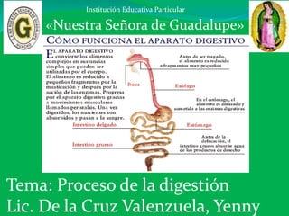 Institución Educativa Particular
«Nuestra Señora de Guadalupe»
Tema: Proceso de la digestión
Lic. De la Cruz Valenzuela, Yenny
 