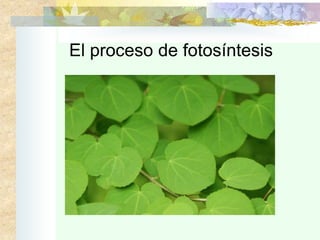 El proceso de fotosíntesis
 