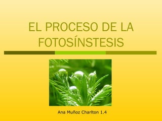 EL PROCESO DE LA 
FOTOSÍNSTESIS 
Ana Muñoz Charlton 1.4 
 
