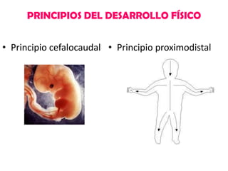 PRINCIPIOS DEL DESARROLLO FÍSICO
• Principio cefalocaudal • Principio proximodistal

 