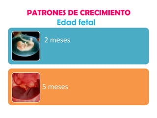 PATRONES DE CRECIMIENTO
Edad fetal

2 meses

5 meses

 
