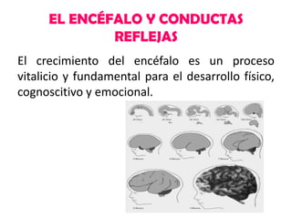 EL ENCÉFALO Y CONDUCTAS
REFLEJAS
El crecimiento del encéfalo es un proceso
vitalicio y fundamental para el desarrollo físico,
cognoscitivo y emocional.

 