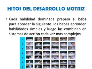 HITOS DEL DESARROLLO MOTRIZ
• Cada habilidad dominada prepara al bebe
para abordar la siguiente .los bebes aprenden
habilidades simples y luego las combinan en
sistemas de acción cada vez mas complejos .

 
