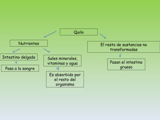 Quilo Nutrientes El resto de sustancias no transformadas Pasan el intestino grueso Intestino delgado Pasa a la sangre Sales minerales, vitaminas y agua Es absorbido por el resto del organismo 