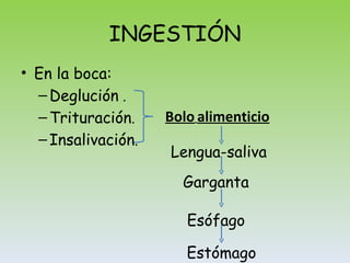INGESTIÓN En la boca: Deglución  . Trituración . Insalivación . Bolo   alimenticio Lengua-saliva Garganta Esófago Estómago 