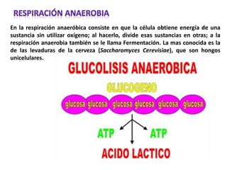 En la respiración anaeróbica consiste en que la célula obtiene energía de una
sustancia sin utilizar oxígeno; al hacerlo, divide esas sustancias en otras; a la
respiración anaerobia también se le llama Fermentación. La mas conocida es la
de las levaduras de la cerveza (Saccharomyces Cerevisiae), que son hongos
unicelulares.
 