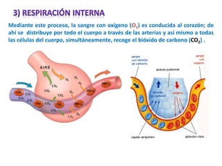 Mediante este proceso, la sangre con oxigeno (O2) es conducida al corazón; de
ahí se distribuye por todo el cuerpo a través de las arterias y así mismo a todas
las células del cuerpo, simultáneamente, recoge el bióxido de carbono (CO2) .
 