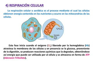 La respiración celular o aeróbica es el proceso mediante el cual las células
obtienen energía contenida en los nutrientes y ocurre en las mitocondrias de las
células.
Esta fase inicia cuando el oxigeno (O2) liberado por la hemoglobina (Hb)
atraviesa la membrana de las células y en presencia se la glucosa, proveniente
de la digestión, se producen reacciones químicas que la degradan, obteniéndose
así energía que puede ser utilizada por al célula y se almacena en forma de ATP
(Adenosin Trifosfato).
 
