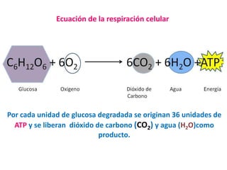 Ecuación de la respiración celular
Por cada unidad de glucosa degradada se originan 36 unidades de
ATP y se liberan dióxido de carbono (CO2) y agua (H2O)como
producto.
 