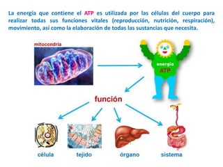 La energía que contiene el ATP es utilizada por las células del cuerpo para
realizar todas sus funciones vitales (reproducción, nutrición, respiración),
movimiento, así como la elaboración de todas las sustancias que necesita.
 