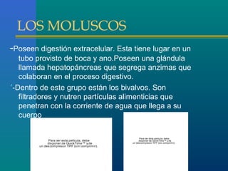 LOS MOLUSCOS
-Poseen digestión extracelular. Esta tiene lugar en un
tubo provisto de boca y ano.Poseen una glándula
llamada hepatopáncreas que segrega anzimas que
colaboran en el proceso digestivo.
´-Dentro de este grupo están los bivalvos. Son
filtradores y nutren partículas alimenticias que
penetran con la corriente de agua que llega a su
cuerpo

Para ver esta película, debe
dis poner de QuickTim e™ y de
un des compresor TIFF (sin comprimir).

Para ver esta película, debe
disponer de QuickTime™ y de
un descompresor TIFF (sin comprimir).

 