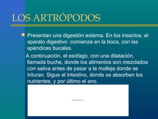 LOS ARTRÓPODOS
 Presentan una digestión externa. En los insectos, el

aparato digestivo comienza en la boca, con las
apéndices bucales.
A continuación, el esófago, con una dilatación,
llamada buche, donde los alimentos son mezclados
con saliva antes de pasar a la molleja donde se
trituran. Sigue el intestino, donde se absorben los
nutrientes, y por último el ano.

Pa ra v r es ta p elícu la, d ebe
e
d is p one r de Qui ckTime ™ y de
un de s co m pres o r TIFF (s in co mp rim ir).

 