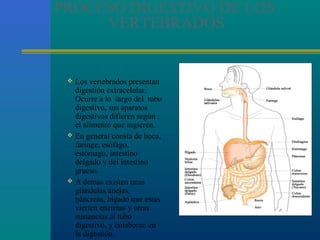 PROCESO DIGESTIVO DE LOS
VERTEBRADOS







Los vertebrados presentan
digestión extracelular.
Ocurre a lo largo del tubo
digestivo, sus aparatos
digestivos difieren según
el alimento que ingieren.
En general consta de boca,
faringe, esófago,
estómago, intestino
delgado y del intestino
grueso.
A demás existen unas
glándulas anejas,
páncreas, hígado que estas
vierten enzimas y otras
sustancias al tubo
digestivo, y colaboran en
la digestión.

 