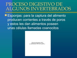 PROCESO DIGESTIVO DE
ALGUNOS INVERTEBRADOS
 Esponjas: para la captura del alimento

producen corrientes a través de poros
y estos les dan alimentos poseen
unas células llamadas coanocitos

Para ver esta película, debe
disponer de QuickTim e™ y de
un descom presor TIFF (s in com primir).

 