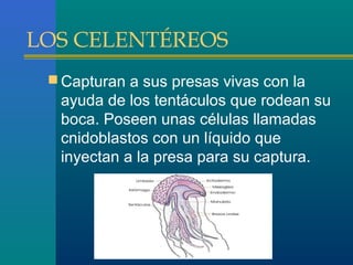 LOS CELENTÉREOS
 Capturan a sus presas vivas con la

ayuda de los tentáculos que rodean su
boca. Poseen unas células llamadas
cnidoblastos con un líquido que
inyectan a la presa para su captura.

 