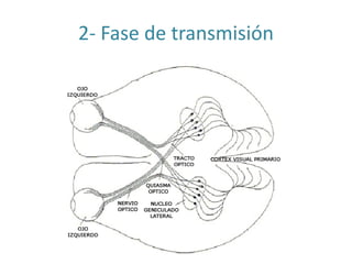 2- Fase de transmisión
 