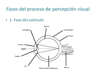 Fases del proceso de percepción visual
• 1- Fase del estímulo
 