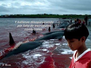 Y ballenas desapareciendoY ballenas desapareciendo
por falta de escrúpulospor falta de escrúpulos
comerciales.comerciales.
 