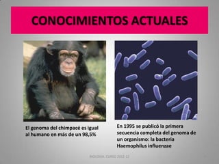 CONOCIMIENTOS ACTUALES

El genoma del chimpacé es igual
al humano en más de un 98,5%

En 1995 se publicó la primera
secuencia completa del genoma de
un organismo: la bacteria
Haemophilus influenzae

BIOLOGIA. CURSO 2011-12

9

 