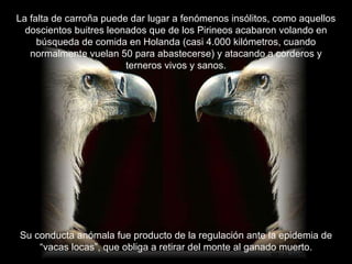 La falta de carroña puede dar lugar a fenómenos insólitos, como aquellos doscientos buitres leonados que de los Pirineos acabaron volando en búsqueda de comida en Holanda (casi 4.000 kilómetros, cuando normalmente vuelan 50 para abastecerse) y atacando a corderos y terneros vivos y sanos. Su conducta anómala fue producto de la regulación ante la epidemia de “vacas locas”, que obliga a retirar del monte al ganado muerto. 