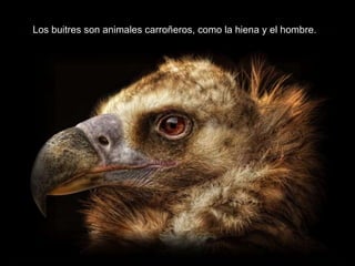 Los buitres son animales carroñeros, como la hiena y el hombre. 
