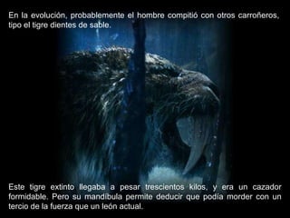 Este tigre extinto llegaba a pesar trescientos kilos, y era un cazador formidable. Pero su mandíbula permite deducir que podía morder con un tercio de la fuerza que un león actual.  En la evolución, probablemente el hombre compitió con otros carroñeros, tipo el tigre dientes de sable.  