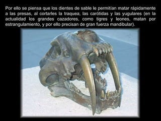 Por ello se piensa que los dientes de sable le permitían matar rápidamente a las presas, al cortarles la traquea, las carótidas y las yugulares (en la actualidad los grandes cazadores, como tigres y leones, matan por estrangulamiento, y por ello precisan de gran fuerza mandibular). 