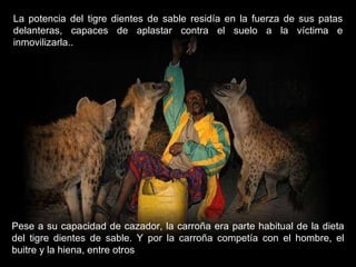 La potencia del tigre dientes de sable residía en la fuerza de sus patas delanteras, capaces de aplastar contra el suelo a la víctima e inmovilizarla.. Pese a su capacidad de cazador, la carroña era parte habitual de la dieta del tigre dientes de sable. Y por la carroña competía con el hombre, el buitre y la hiena, entre otros 
