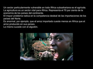 Un sector particularmente vulnerable en toda África subsahariana es el agrícola.  La agricultura es un sector vital para África. Representa el 70 por ciento de la economía de los países del continente. El mayor problema radica en la competencia desleal de las importaciones de los países del Norte. Es anormal, por ejemplo, que el arroz importado cueste menos en África que el arroz producido en sus países. Lo mismo sucede con el algodón. 