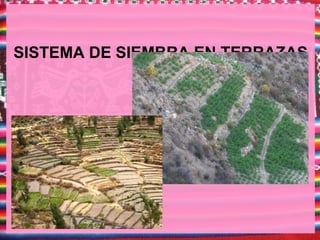 SISTEMA DE SIEMBRA EN TERRAZAS
 