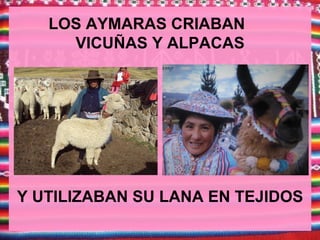 LOS AYMARAS CRIABAN
     VICUÑAS Y ALPACAS




Y UTILIZABAN SU LANA EN TEJIDOS
 