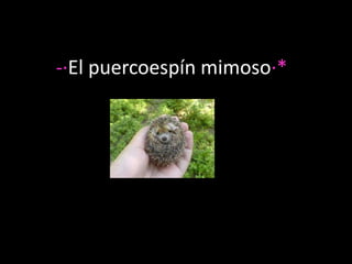-·El puercoespín mimoso·* 