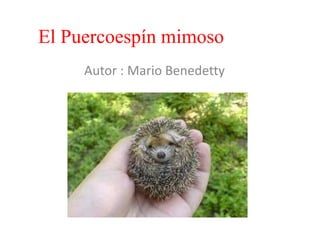 El Puercoespín mimoso Autor : Mario Benedetty 