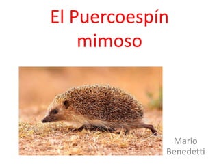 El Puercoespín mimoso Mario Benedetti 