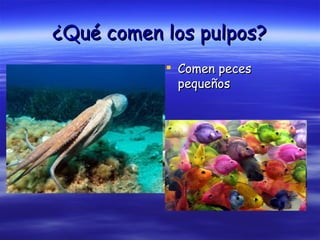 ¿Qué comen los pulpos? Comen peces pequeños 