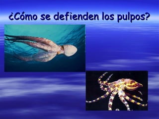 ¿Cómo se defienden los pulpos?
