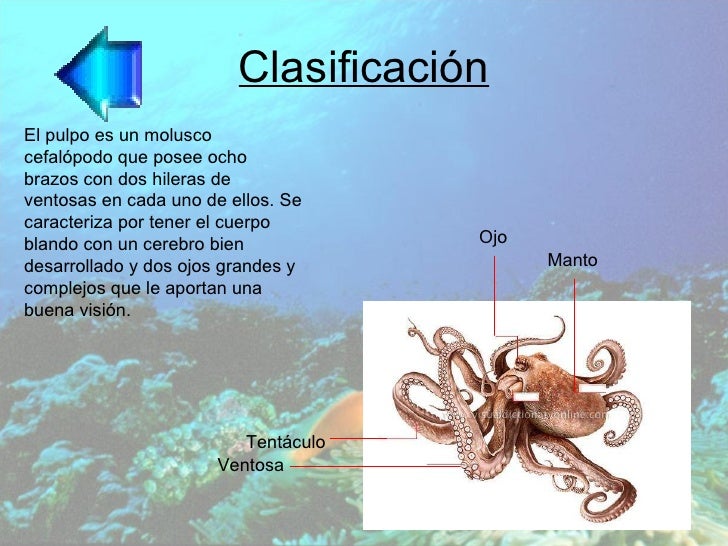 El pulpo