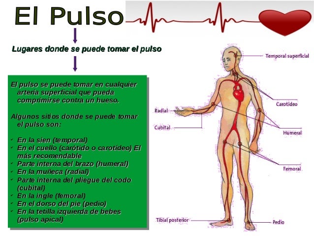 El pulso