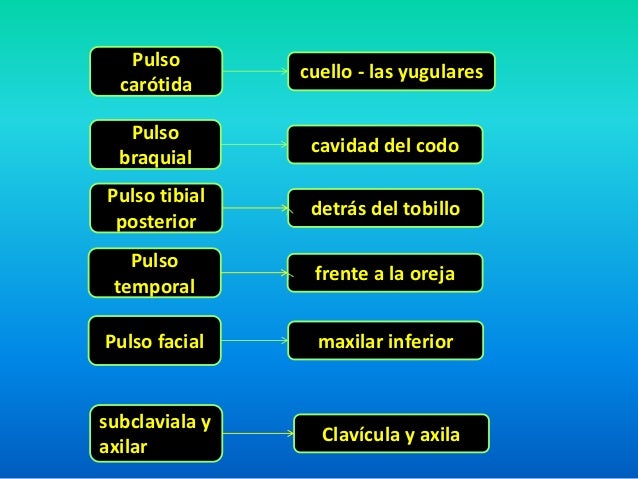 los pulsos del cuerpo humano....chuyyyyy