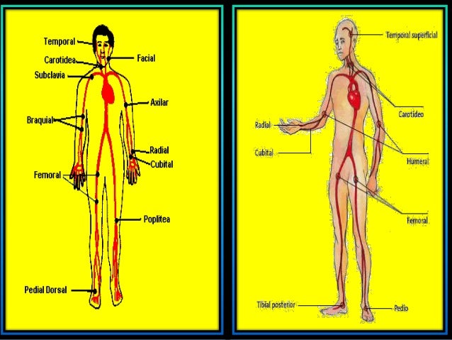 los pulsos del cuerpo humano....chuyyyyy