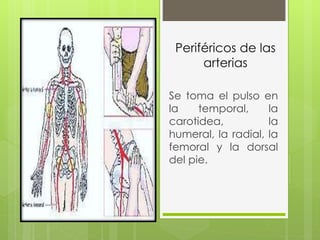 Periféricos de las
arterias
Se toma el pulso en
la temporal, la
carotidea, la
humeral, la radial, la
femoral y la dorsal
del pie.
 