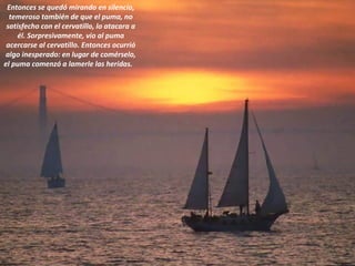 Entonces se quedó mirando en silencio, temeroso también de que el puma, no satisfecho con el cervatillo, lo atacara a él. Sorpresivamente, vio al puma acercarse al cervatillo. Entonces ocurrió algo inesperado: en lugar de comérselo, el puma comenzó a lamerle las heridas.    