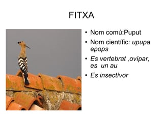 FITXA Nom comú:Puput Nom científic:  upupa epops Es vertebrat ,ovípar, es  un au  Es insectívor 