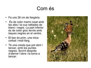 Com és Fa uns 28 cm de llargària. És de color marró rosat amb les ales i la cua ratllades de blanc i negre. La part inferior és de color groc terrós amb taques negres en el ventre. El bec és prim, una mica corbat i molt llarg. Té una cresta que pot obrir i tancar, amb les puntes negres. Sovint després d’aterrar l’obre i la torna a tancar. 