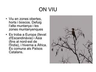 ON VIU Viu en zones obertes, horts i boscos. Defuig l’alta muntanya i les zones muntanyenques  Es troba a Europa (llevat d'Escandinàvia) i Àsia (fins al nord-est de l'Índia), i hiverna a Àfrica. És comuna als Països Catalans. 