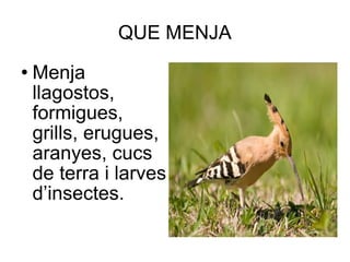 QUE MENJA Menja llagostos, formigues, grills, erugues, aranyes, cucs de terra i larves d’insectes. 